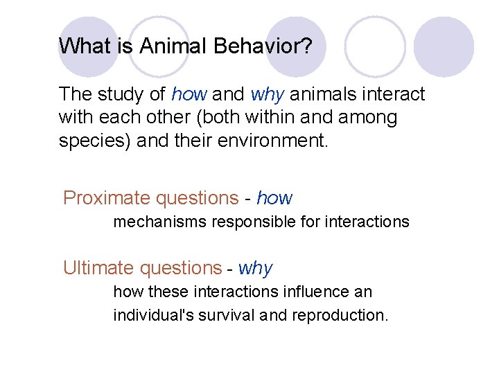 What is Animal Behavior? The study of how and why animals interact with each What is Animal Behavior? The study of how and why animals interact with each