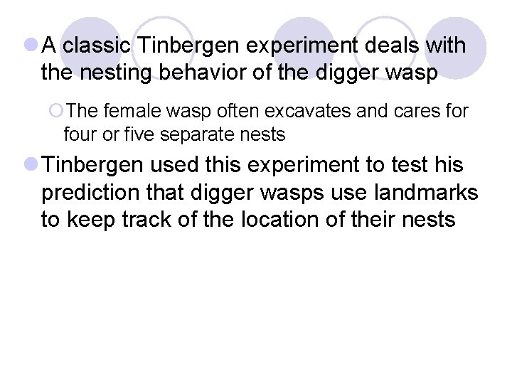 l A classic Tinbergen experiment deals with the nesting behavior of the digger wasp l A classic Tinbergen experiment deals with the nesting behavior of the digger wasp