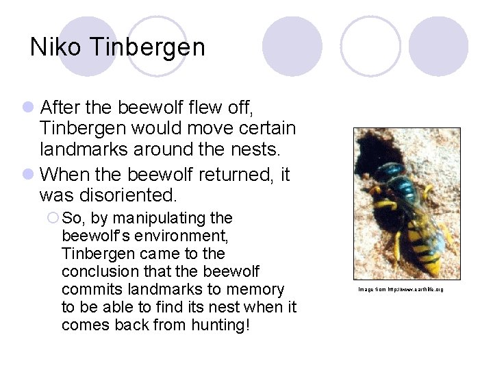 Niko Tinbergen l After the beewolf flew off, Tinbergen would move certain landmarks around Niko Tinbergen l After the beewolf flew off, Tinbergen would move certain landmarks around