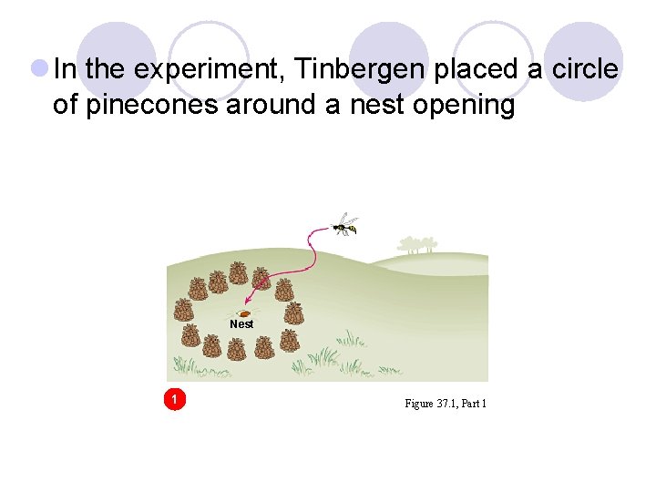 l In the experiment, Tinbergen placed a circle of pinecones around a nest opening l In the experiment, Tinbergen placed a circle of pinecones around a nest opening