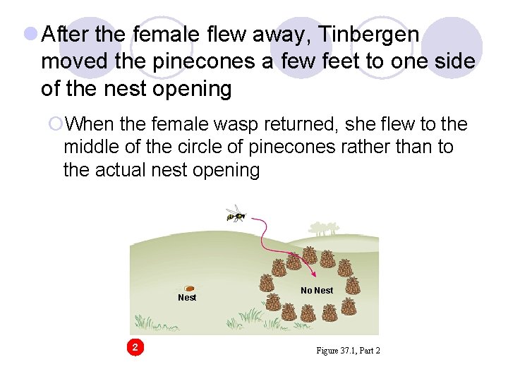 l After the female flew away, Tinbergen moved the pinecones a few feet to l After the female flew away, Tinbergen moved the pinecones a few feet to
