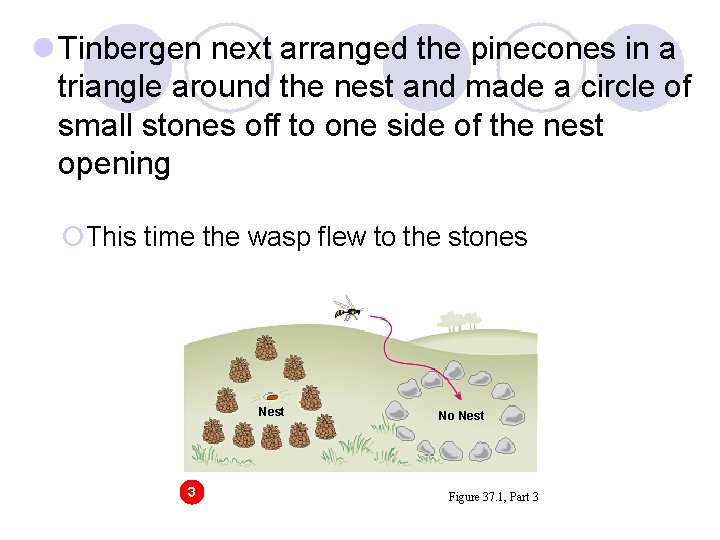 l Tinbergen next arranged the pinecones in a triangle around the nest and made l Tinbergen next arranged the pinecones in a triangle around the nest and made