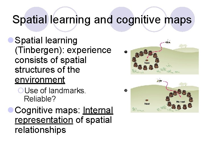 Spatial learning and cognitive maps l Spatial learning (Tinbergen): experience consists of spatial structures Spatial learning and cognitive maps l Spatial learning (Tinbergen): experience consists of spatial structures