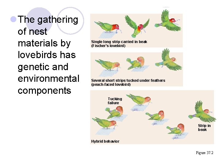 l The gathering of nest materials by lovebirds has genetic and environmental components Single l The gathering of nest materials by lovebirds has genetic and environmental components Single