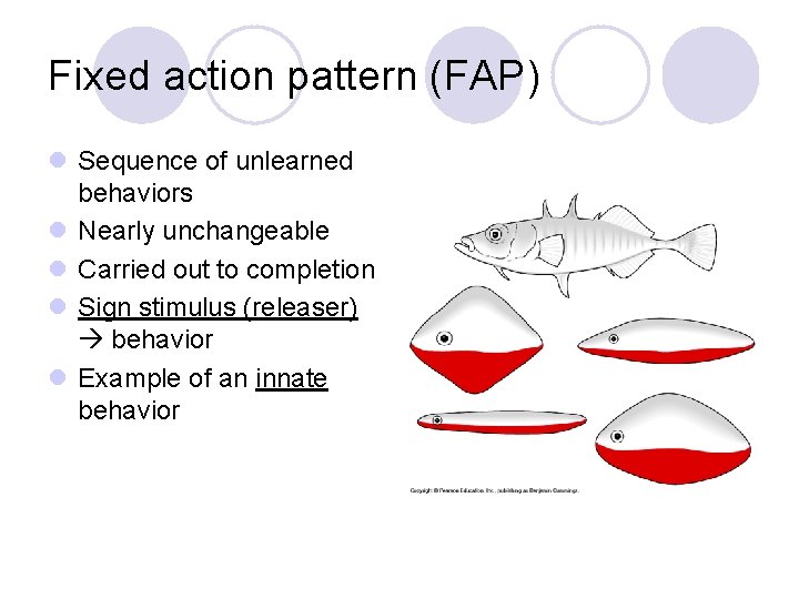 Fixed action pattern (FAP) l Sequence of unlearned behaviors l Nearly unchangeable l Carried Fixed action pattern (FAP) l Sequence of unlearned behaviors l Nearly unchangeable l Carried