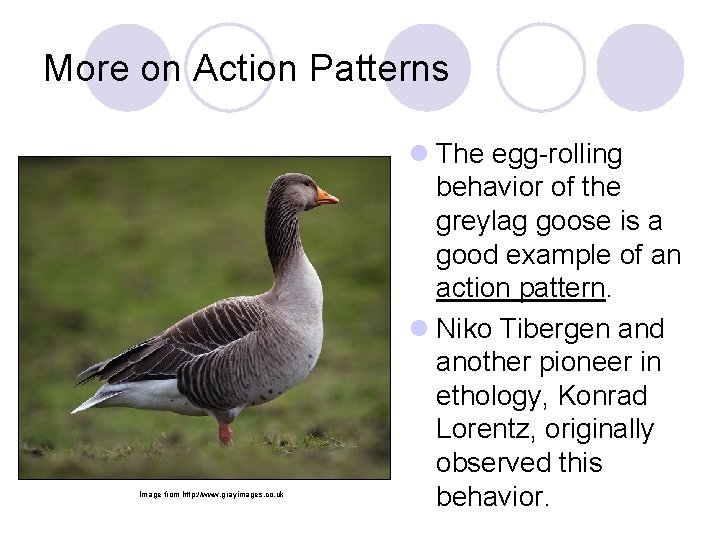 More on Action Patterns Image from http: //www. grayimages. co. uk l The egg-rolling More on Action Patterns Image from http: //www. grayimages. co. uk l The egg-rolling