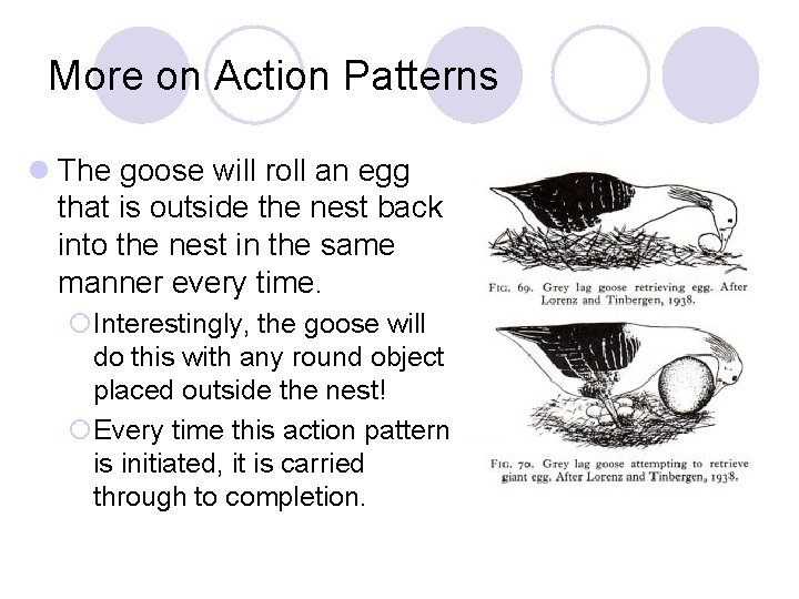 More on Action Patterns l The goose will roll an egg that is outside More on Action Patterns l The goose will roll an egg that is outside