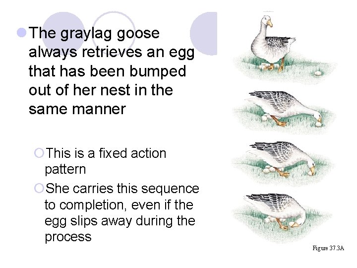 l The graylag goose always retrieves an egg that has been bumped out of l The graylag goose always retrieves an egg that has been bumped out of