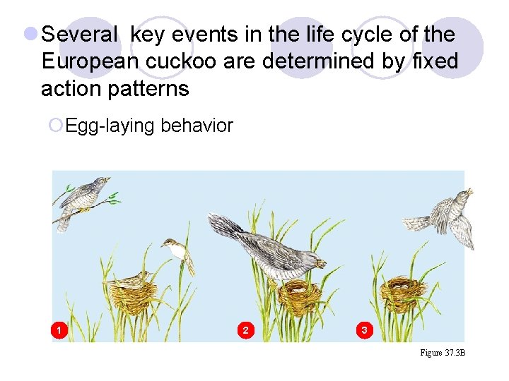 l Several key events in the life cycle of the European cuckoo are determined l Several key events in the life cycle of the European cuckoo are determined
