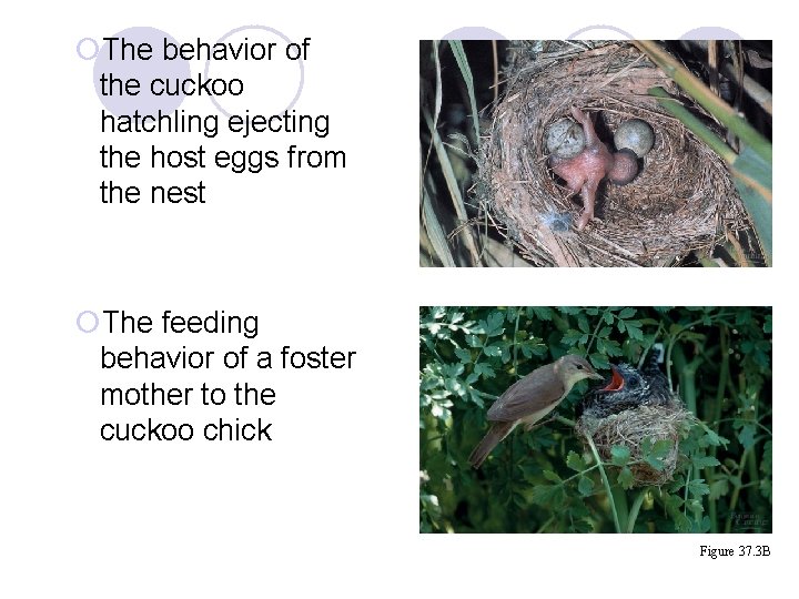 ¡The behavior of the cuckoo hatchling ejecting the host eggs from the nest ¡The ¡The behavior of the cuckoo hatchling ejecting the host eggs from the nest ¡The