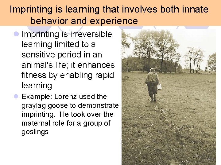Imprinting is learning that involves both innate behavior and experience l Imprinting is irreversible Imprinting is learning that involves both innate behavior and experience l Imprinting is irreversible