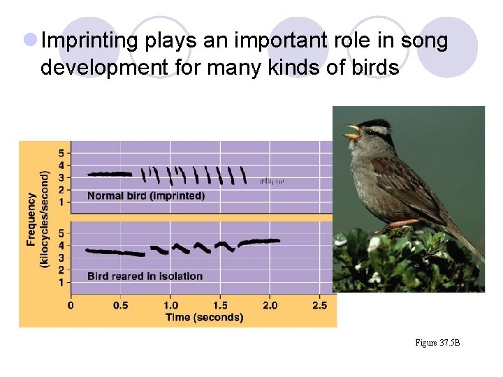 l Imprinting plays an important role in song development for many kinds of birds l Imprinting plays an important role in song development for many kinds of birds