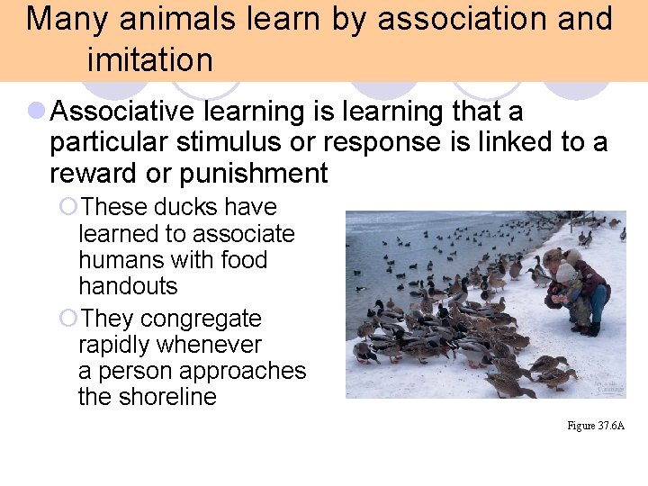 Many animals learn by association and imitation l Associative learning is learning that a Many animals learn by association and imitation l Associative learning is learning that a