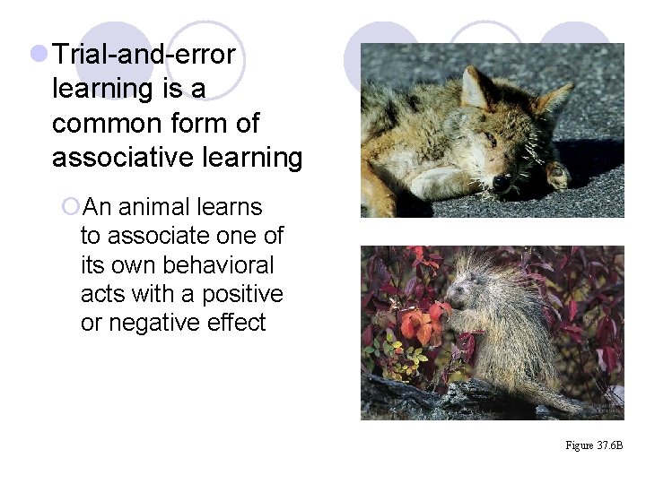 l Trial-and-error learning is a common form of associative learning ¡An animal learns to l Trial-and-error learning is a common form of associative learning ¡An animal learns to