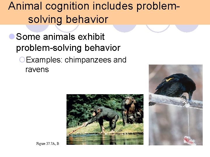 Animal cognition includes problemsolving behavior l Some animals exhibit problem-solving behavior ¡Examples: chimpanzees and Animal cognition includes problemsolving behavior l Some animals exhibit problem-solving behavior ¡Examples: chimpanzees and