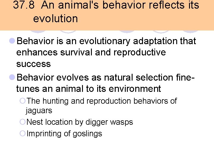 37. 8 An animal's behavior reflects its evolution l Behavior is an evolutionary adaptation 37. 8 An animal's behavior reflects its evolution l Behavior is an evolutionary adaptation