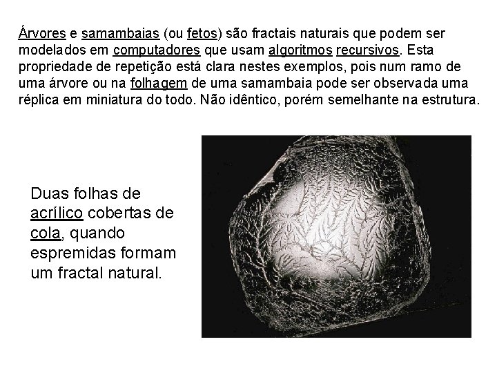 Árvores e samambaias (ou fetos) são fractais naturais que podem ser modelados em computadores