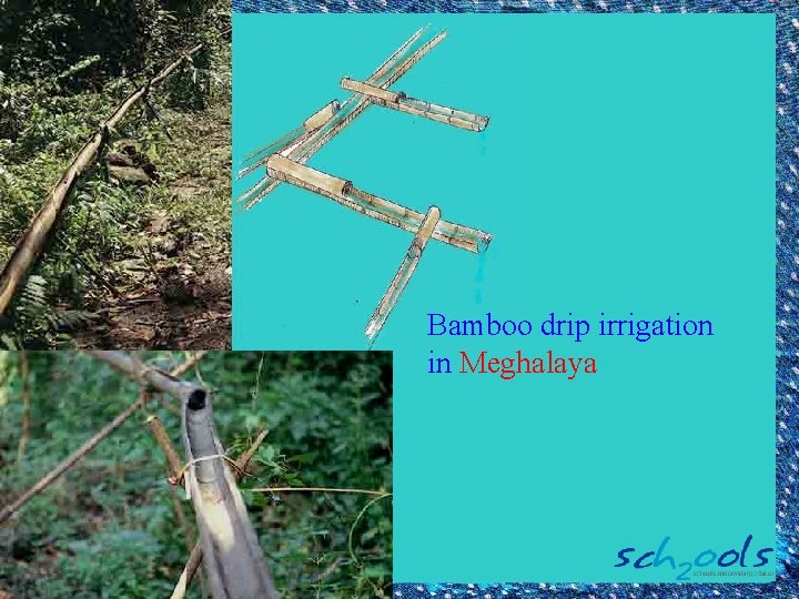 Bamboo drip irrigation in Meghalaya 