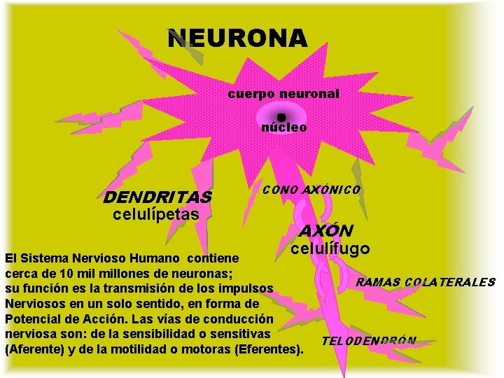 NEURONA cuerpo neuronal núcleo DENDRITAS celulípetas CONO AXÓNICO AXÓN celulífugo El Sistema Nervioso Humano