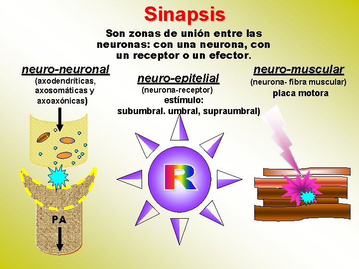 Sinapsis Son zonas de unión entre las neuronas: con una neurona, con un receptor