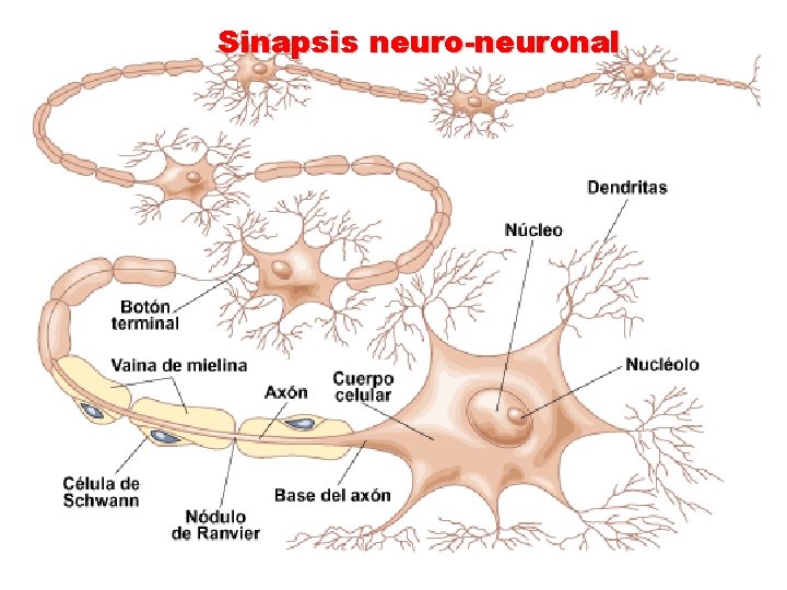 Sinapsis neuro-neuronal 