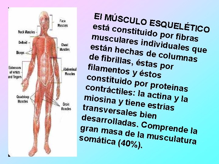 El MÚSC ULO ESQ UELÉTIC está cons O tituido po r fibras muscular es