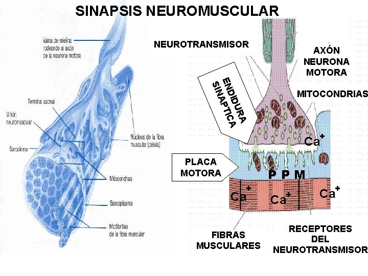 SINAPSIS NEUROMUSCULAR NEUROTRANSMISOR AXÓN NEURONA MOTORA A UR A DID EN APTIC SIN MITOCONDRIAS