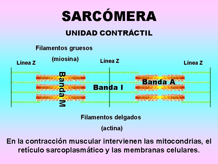 SARCÓMERA UNIDAD CONTRÁCTIL Filamentos gruesos Línea Z (miosina) Línea Z Banda M Banda I