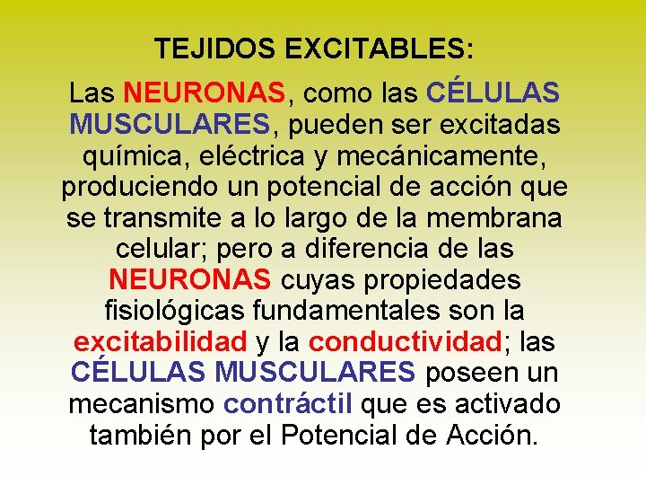 TEJIDOS EXCITABLES: Las NEURONAS, como las CÉLULAS MUSCULARES, pueden ser excitadas química, eléctrica y