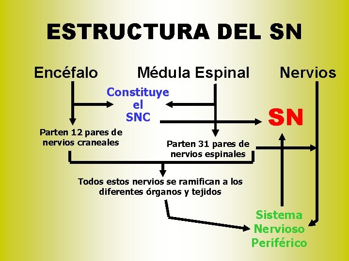 ESTRUCTURA DEL SN Encéfalo Médula Espinal Constituye el SNC Parten 12 pares de nervios