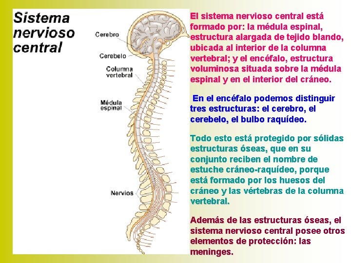 El sistema nervioso central está formado por: la médula espinal, estructura alargada de tejido