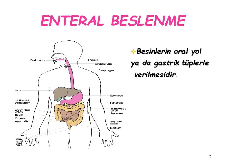 ENTERAL BESLENME v. Besinlerin oral yol ya da gastrik tüplerle verilmesidir. 2 