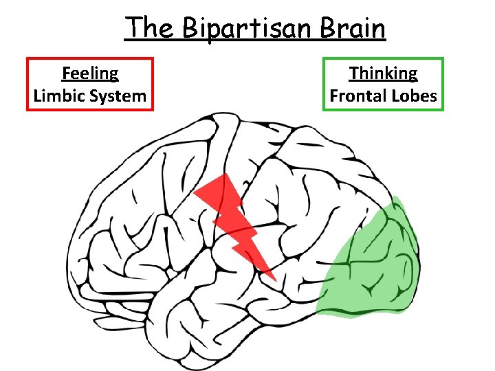 The Bipartisan Brain Feeling Limbic System Thinking Frontal Lobes 