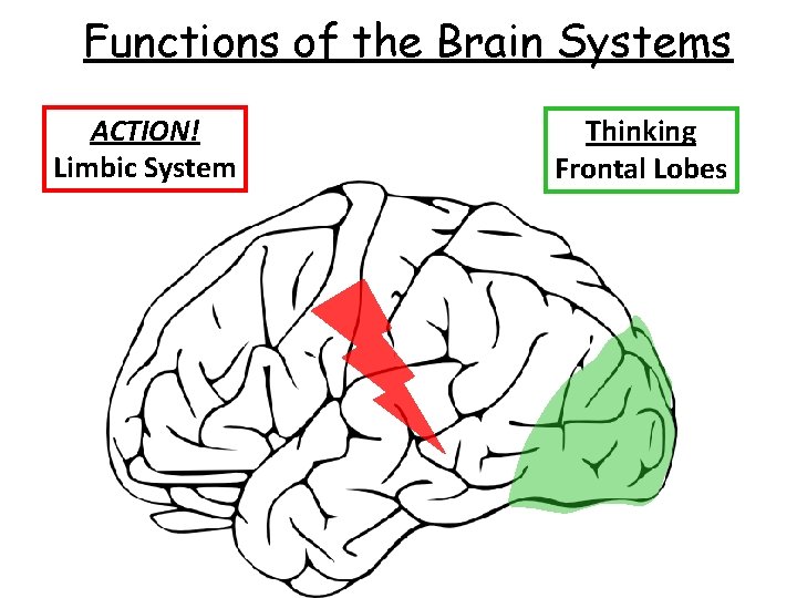 Functions of the Brain Systems ACTION! Limbic System Thinking Frontal Lobes 