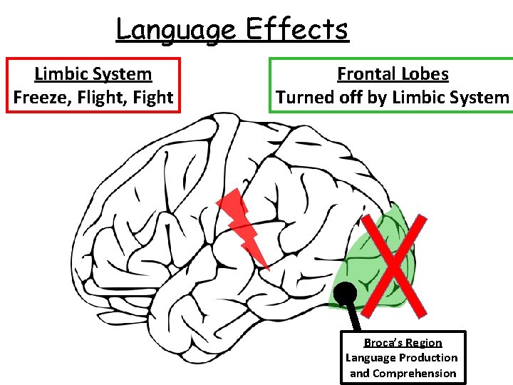 Language Effects Limbic System Freeze, Flight, Fight Frontal Lobes Turned off by Limbic System