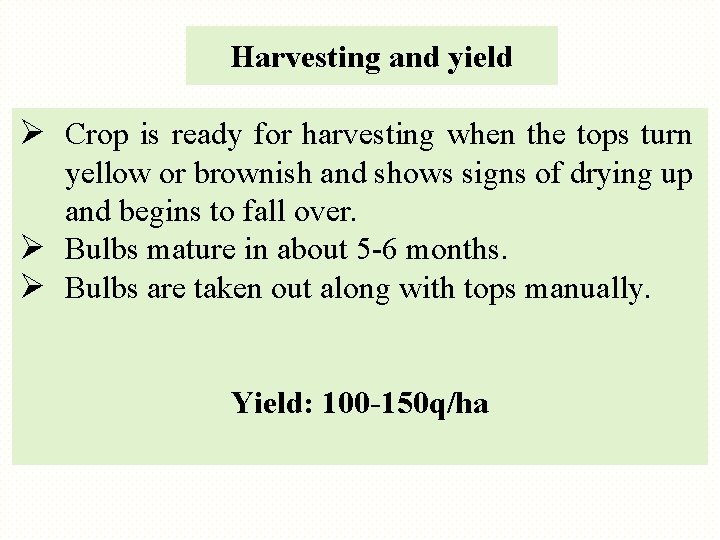 Harvesting and yield Ø Crop is ready for harvesting when the tops turn yellow