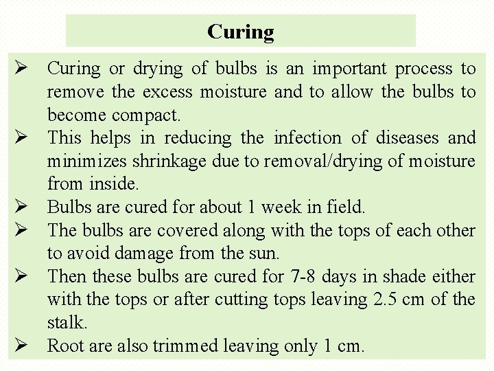 Curing Ø Curing or drying of bulbs is an important process to remove the
