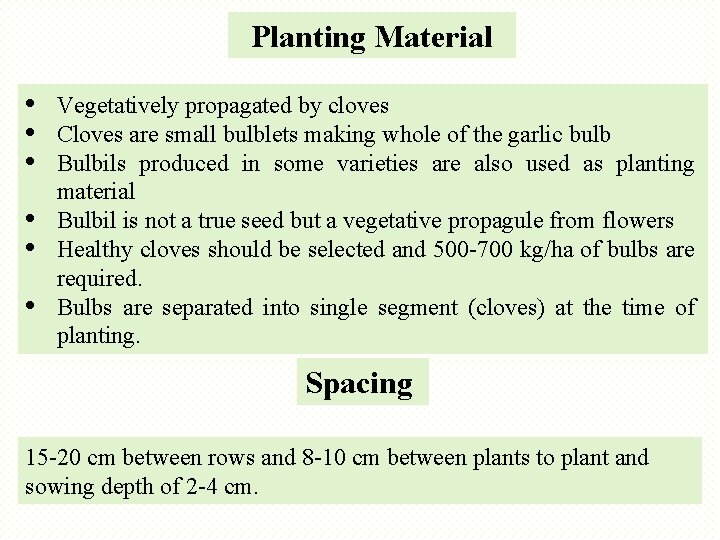 Planting Material • • • Vegetatively propagated by cloves Cloves are small bulblets making