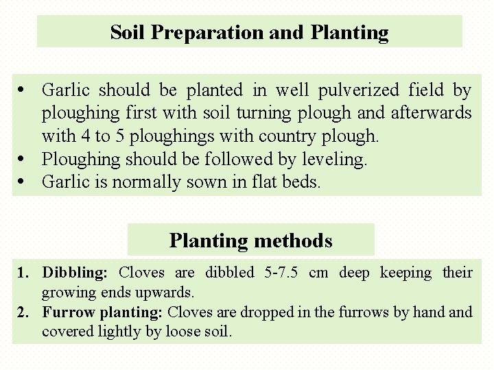 Soil Preparation and Planting • Garlic should be planted in well pulverized field by