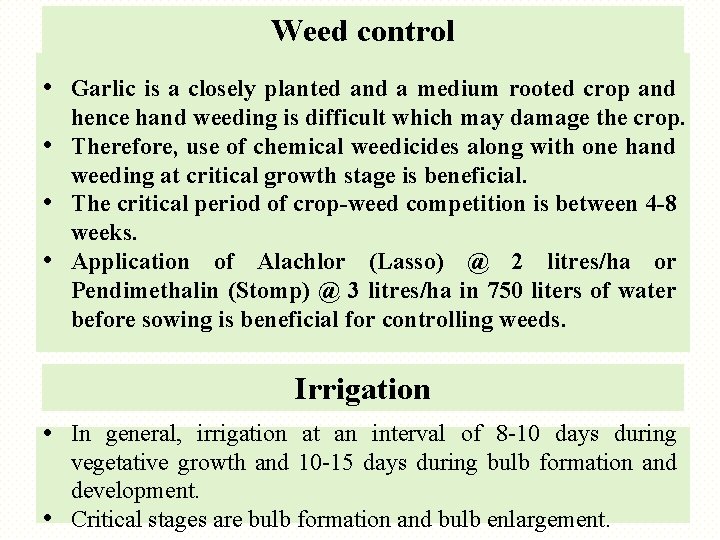 Weed control • Garlic is a closely planted and a medium rooted crop and