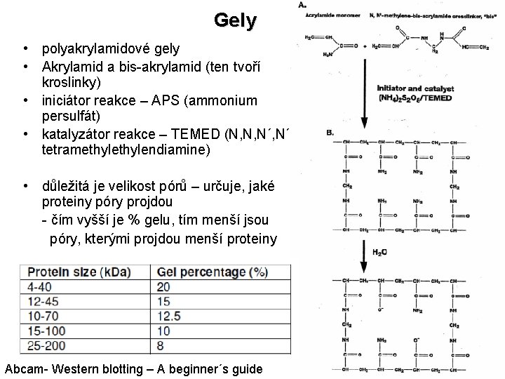 Gely • polyakrylamidové gely • Akrylamid a bis-akrylamid (ten tvoří kroslinky) • iniciátor reakce