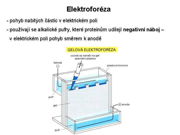 Elektroforéza - pohyb nabitých částic v elektrickém poli - používají se alkalické pufry, které