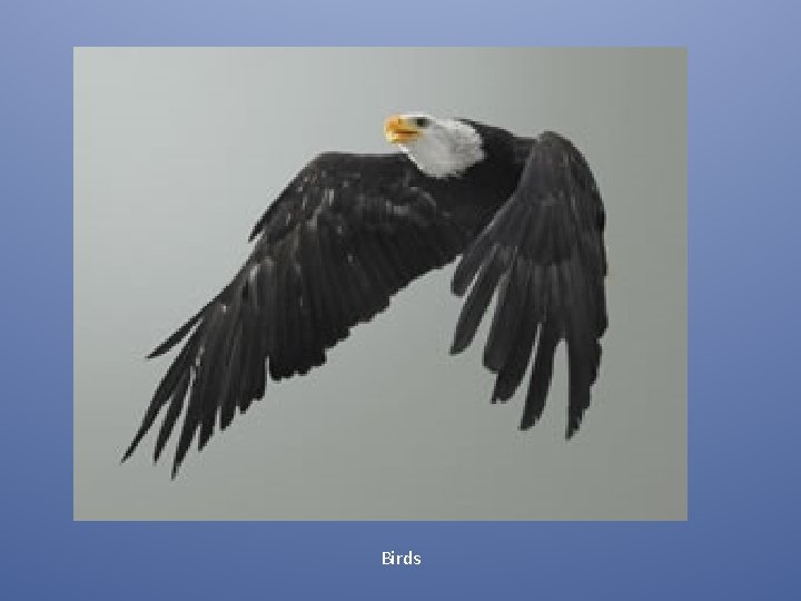 Birds 
