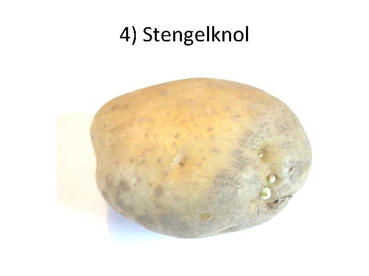 4) Stengelknol 