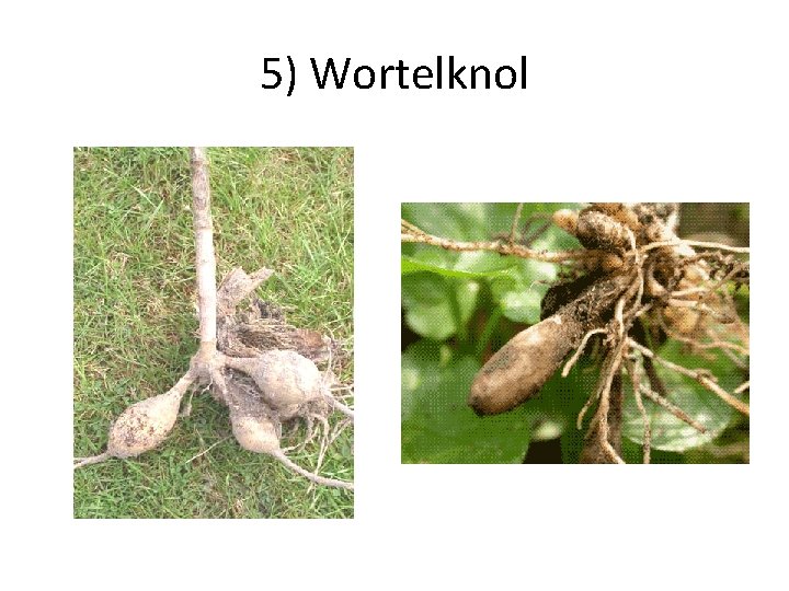 5) Wortelknol 