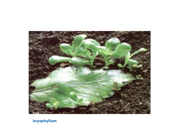 bryophyllum 