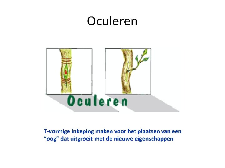 Oculeren T-vormige inkeping maken voor het plaatsen van een “oog” dat uitgroeit met de