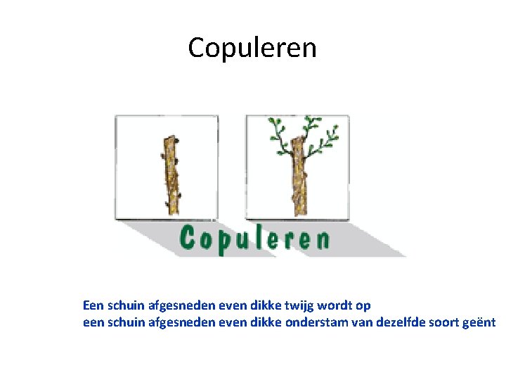 Copuleren Een schuin afgesneden even dikke twijg wordt op een schuin afgesneden even dikke