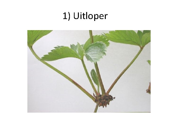 1) Uitloper 