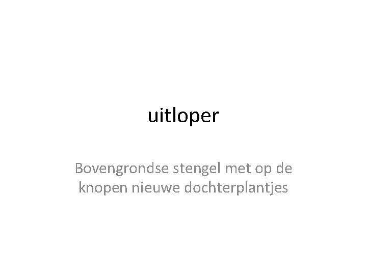 uitloper Bovengrondse stengel met op de knopen nieuwe dochterplantjes 